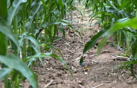 “蓋被”、科創(chuàng)、延鏈——探尋“黑土糧倉(cāng)”的增收密碼