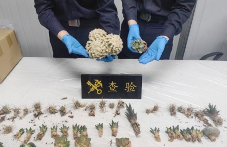 海關(guān)案例：石家莊海關(guān)截獲龍角牡丹等多種外來物種