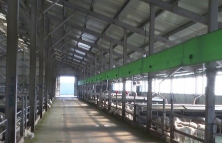 新疆兵團各師市積極落實政策 推動畜牧業(yè)發(fā)展