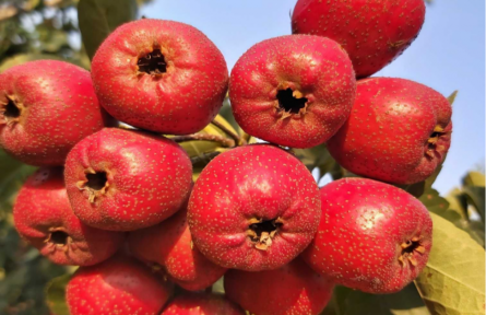 山西晉城新增14件地理標(biāo)志保護(hù)產(chǎn)品