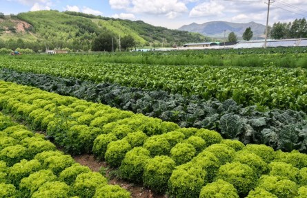 冷涼蔬菜“熱”出圈 高原種出致富“綠”