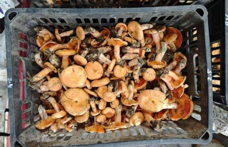 湖北當(dāng)陽廟前鎮(zhèn)：10萬畝濕地松撐起“致富傘” 野生松菌鮮銷全國