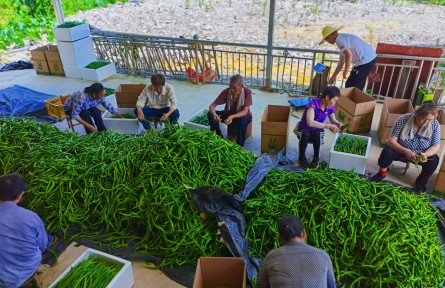 湖北宣恩獅子關(guān)村：“三招”組合拳繪就和美鄉(xiāng)村畫卷