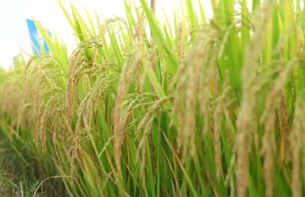 壟上農(nóng)學(xué)院：專(zhuān)家送“技”下鄉(xiāng) 助農(nóng)繪“豐”景