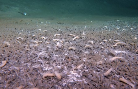 我國科學(xué)家發(fā)現(xiàn)“吃”硫化氫和甲烷的最深海底生命群落