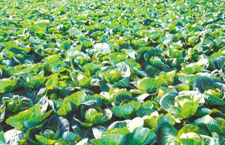 湖北嘉魚潘家灣鎮(zhèn)：一顆甘藍托舉10億元富民產(chǎn)業(yè)