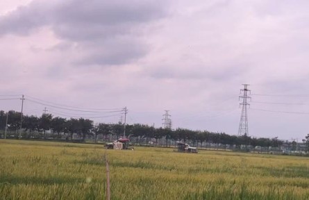 浙江湖州：春糧生產(chǎn)實現(xiàn)“三增長”