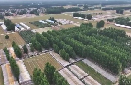 山東：小靈芝鏈動大產(chǎn)業(yè)