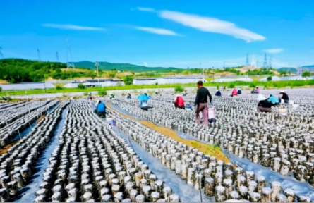 家鄉(xiāng)農(nóng)產(chǎn)品大學(xué)生推薦官｜品牌智庫建議①：中陽木耳品牌跨越式發(fā)展的建議與思考