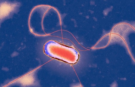 科技名詞|原核生物 prokaryote