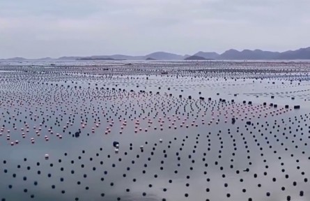 福建霞浦：鮑魚迎來豐收季 萬噸鮑魚采收忙