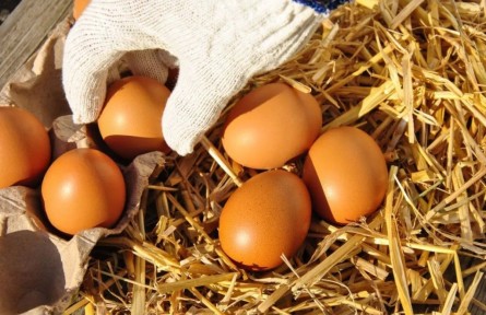 辟謠|雞蛋儲存前，到底要清洗嗎？