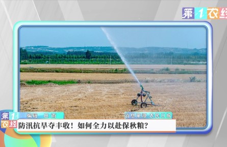 防汛抗旱奪豐收！如何全力以赴保秋糧？