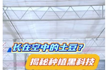 長(zhǎng)在空中的土豆？揭秘你沒(méi)見(jiàn)過(guò)的種植黑科技