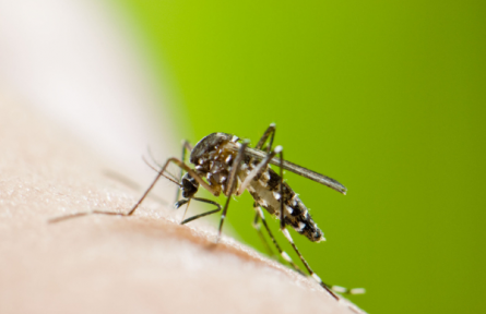 這些有關(guān)基孔肯雅熱的傳言不可信！