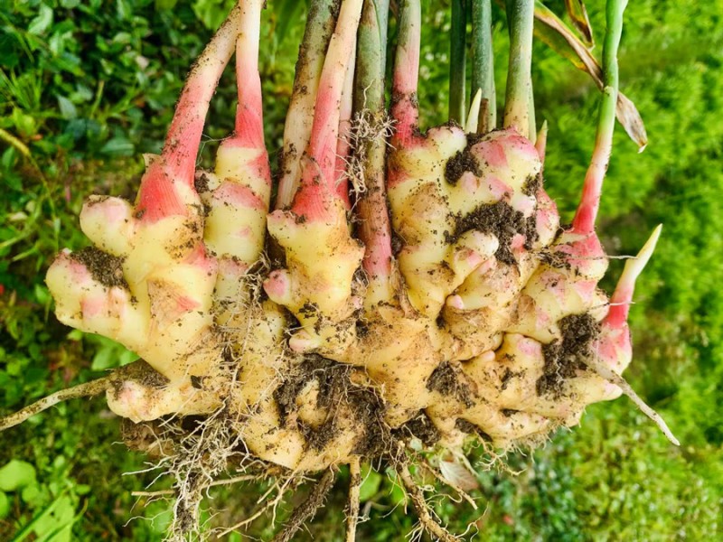 小黃姜 (Fresh Young Ginger)