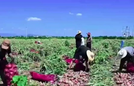 山西：智慧農業(yè)新突破 鮮蝦洋蔥首豐收