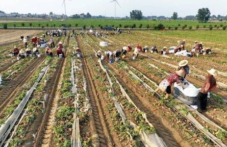 湖北天門崔王村：產(chǎn)業(yè)賦能鼓起集體經(jīng)濟“錢袋子”