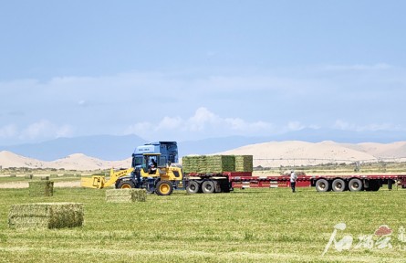 四萬畝荒漠長出“黃金草”