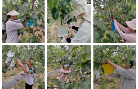 家鄉(xiāng)農(nóng)產(chǎn)品大學(xué)生推薦官｜品牌手記⑨：走進(jìn)隰縣梨園：玉露香梨的技術(shù)與故事——公費(fèi)農(nóng)科生的見(jiàn)聞