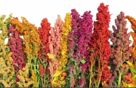 家鄉(xiāng)農(nóng)產(chǎn)品大學(xué)生推薦官｜品牌手記?：中國(guó)靜樂(lè)藜麥 四方飄香溢彩