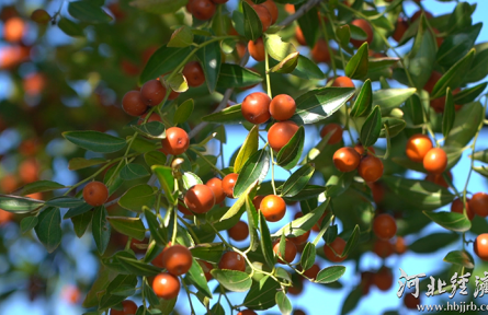 河北：一顆小酸棗撐起50億大產(chǎn)業(yè)