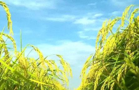 黑龍江:以科技為筆 巧算綠色農(nóng)業(yè)“加減法”