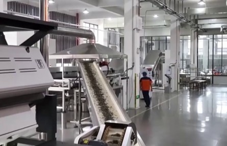 福建：科技賦能白茶生產(chǎn) 新模式助力鄉(xiāng)村振興