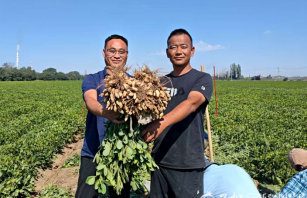 803.4公斤！新疆再次刷新全國花生大面積單產(chǎn)紀(jì)錄