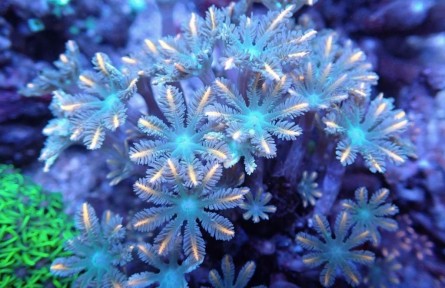 關(guān)于珊瑚，你可以知道的十件事（上）