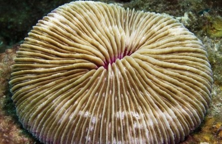 關(guān)于珊瑚，你可以知道的十件事（下）