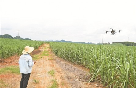 探訪廣西首個(gè)甘蔗智慧農(nóng)場(chǎng)——聆聽一株甘蔗的“心跳”