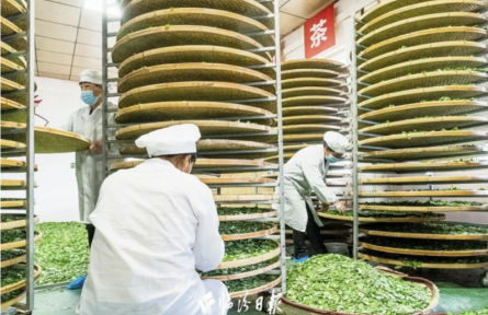 家鄉(xiāng)農(nóng)產(chǎn)品大學(xué)生推薦官｜品牌智庫(kù)建議③：“安澤連翹”蝶變“致富金豆豆”