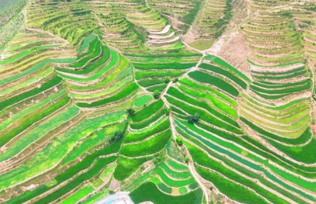 甘肅定西：堅持黨建引領(lǐng) 探索推行村均“百畝田”發(fā)展壯大村集體經(jīng)濟模式