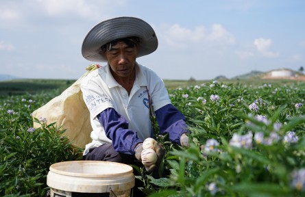 【農(nóng)民豐收】曲靖陸良：萬(wàn)畝人參果“甜蜜”豐收