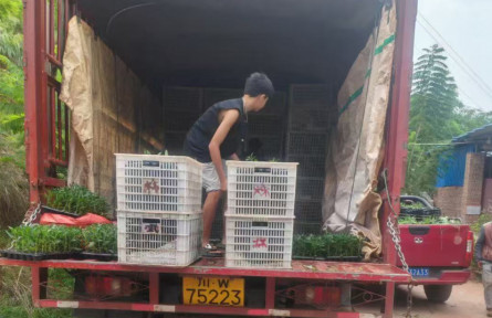 駐村“豐”景丨人參果里品增收“三味”