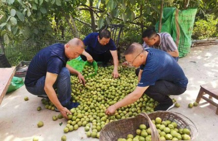 湖北?？担?5萬畝核桃喜迎豐收 綜合產值破6億元