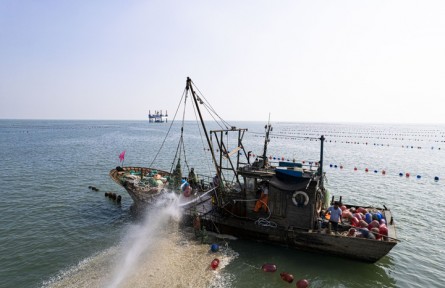 從“牧?！钡健柏S倉” 山東“海洋糧倉”邁向深藍