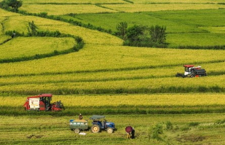 湖北來鳳三胡鄉(xiāng)：農機轟鳴稻浪翻 頭茬制種水稻迎豐收