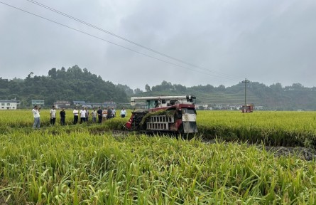 一線測(cè)產(chǎn)背后，瞥見四川水稻育種新趨勢(shì)