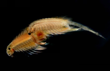 “死亡之海”驚現(xiàn)“生命奇跡”！新疆塔克拉瑪干沙漠西北緣發(fā)現(xiàn)鹽水豐年蝦