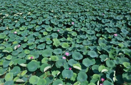 江蘇新沂：駱馬湖畔“荷”韻新 綠水青山富民生