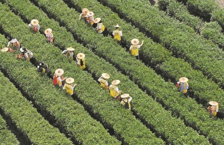 福建泉州安溪：以茶為媒筑商街 書寫產(chǎn)業(yè)融合新答卷