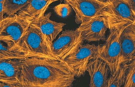 熒光染料：細(xì)胞王國的“魔法師”