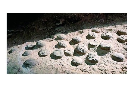 8600萬年前！最大恐龍蛋化石群年代謎題被破解