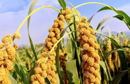 家鄉(xiāng)農(nóng)產(chǎn)品大學(xué)生推薦官 | 品牌手記?：翼城隆化小米的品質(zhì)探秘