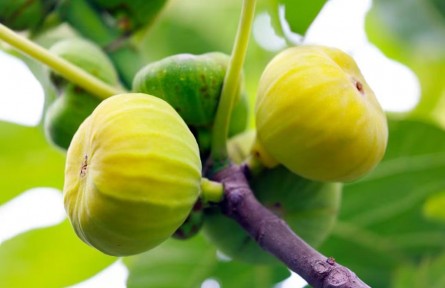 “鮮”風(fēng)拂綠洲 “甜”果出天山——感受南疆特色農(nóng)業(yè)新脈動(dòng)