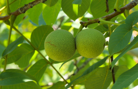 湖北南漳：十年堅守種核桃 荒山結(jié)出致富果