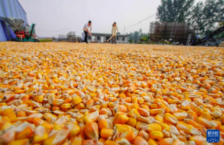 金秋好“豐”景