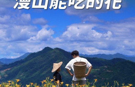 豐收的季節(jié)，那一年種下的黃花菜盛開了